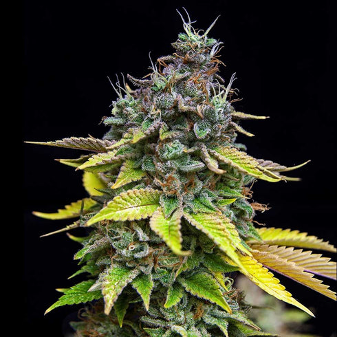 Grateful Seeds - Papaya Cooler